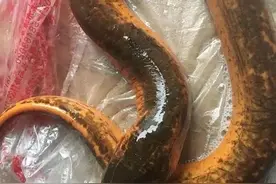 看样吃屁图片