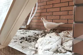 渝事有解 | 流浪的鸽子，苦恼的居民，怎么让它们和他们各自安好家？图片