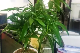 富贵竹有什么特性，怎样栽培？图片