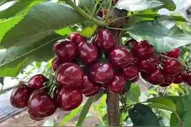 大樱桃的农药多不多？不洗可以吃吗？我也是刚知道，记得转告家人图片