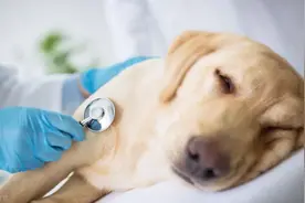 狗狗易患的这几种疾病，一定要重视起来图片