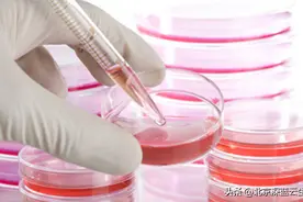 细胞培养好，实验 so easy图片