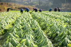 土坑酸菜后续：成堆芥菜烂在地里，菜农欲哭无泪，专家：是好消息图片