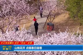 【牢记领袖嘱托 讲好“四治”故事】太原：山桃花开 点缀春日画卷图片