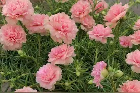 太阳花界的“仙女”—蜜桃粉，花美如芙蓉，皮实好养，你值得拥有图片