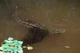 护卵的黑鱼死了，小黑鱼还能存活吗？为什么？图片