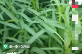 广西老表沙糖橘还没剪完，就又被催收空心菜啦，我好好个春节咧？图片