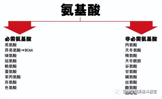 真相还是骗局：支链氨基酸（BCAA）对肌肉增长有害？