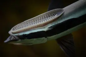 头上有个“鞋底板”，敢在鲨鱼身上撒野，吸盘鱼有什么特殊技能？图片