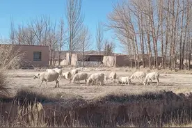 羊价凄凉，羊贩子倒卖1只羊能挣多少钱？其中利润少有人知图片