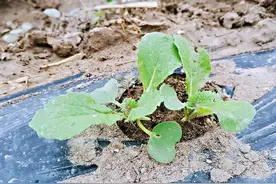 种植白菜三水出苗，五水定植，很多人都不知道图片
