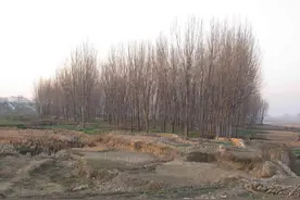 一款荒地除草剂，竹子、大树、灌木、杂草轻松除干净图片