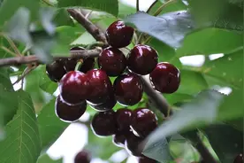 车厘子太贵？自己在家种，挂果红如玛瑙，可以随摘随吃图片