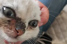 猫藓攻略｜猫藓怎么治最有效图片