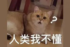 猫咪5次窜入直播网课，授课教师被开除，网友们集体喊冤图片