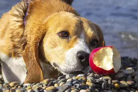 狗狗抗癌食材第四期：狗狗长寿指南——水果篇图片