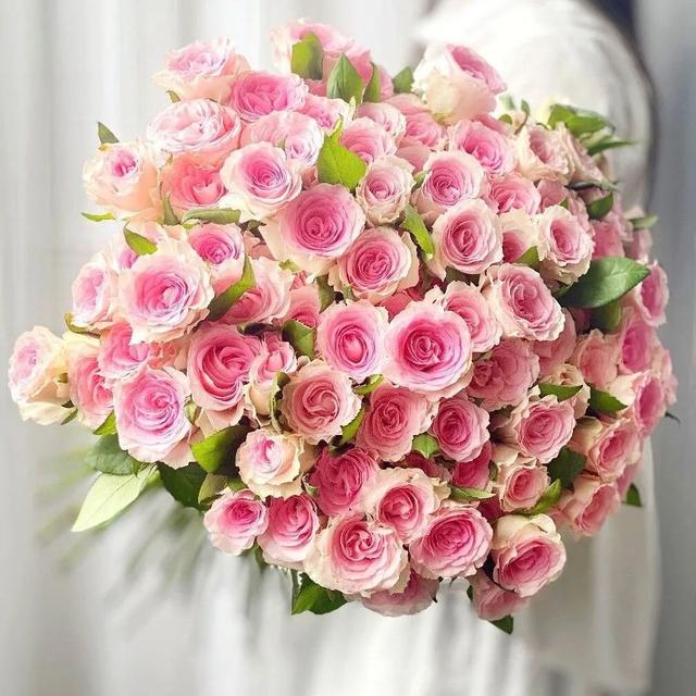 40款最美玫瑰大合集,或优雅,或精致,或仙气…你喜欢哪款?