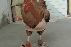 憋笑挑战，第四张图绷不住啦，搞笑动图、幽默笑话图片