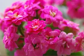 寓意美好的长寿花97款，五彩斑斓，鲜艳美丽图片