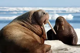 动物科普：靠牙齿走路的海象图片