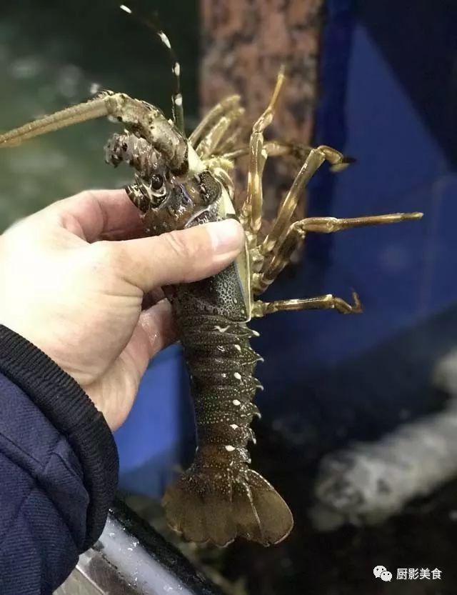 40头的花胶是几级 2025年花胶40头是什么意思?