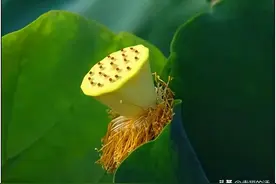 千姿百态莲蓬图片