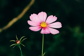 生命里，出现这几种人，其实是来渡你的图片