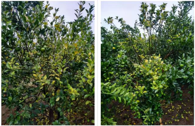 注意！清园前需先恢复树势，采后15天内淋水肥，否则落叶严重