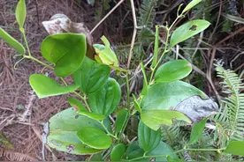 俗称“除湿之王”，村里人遇见就挖，因为珍贵，看看你家乡有吗？图片