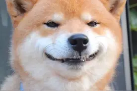 难怪喜欢柴犬的人越来越多，网友：养了就不想换狗图片