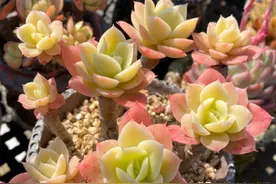 多肉乔伊，养好后果冻黄里透着红，颜值完全不输同类型的丝绸面纱图片