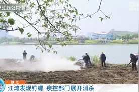 镇江：长江江滩发现“血吸虫病”元凶 钉螺面积约有95万平方米图片
