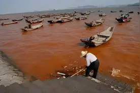福建再次发生“异象”，大量鱼虾争先恐后上岸，难道海底有动静？图片