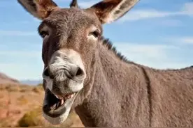 野生“倔驴”现身内蒙草原，体重超过500斤，连狼都能咬死？图片