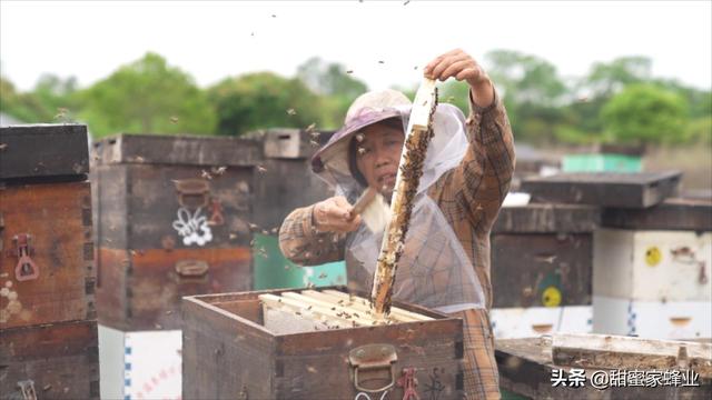 蜜蜂王国也有战争，为了生存，为了资源，同样打个头破血流