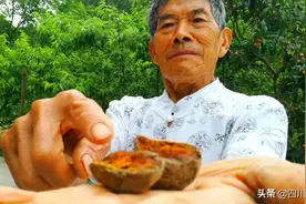 南充永丰乡惊现石头鸡蛋图片