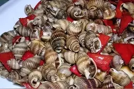 女子吃完这种海螺心跳骤停，医生紧急提醒图片