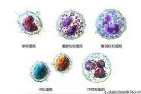 学看血常规 | 孩子“中性粒细胞”偏低是得了什么病吗？怎么处理？图片