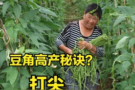 种植豆角，你知道高产的秘诀是什么吗？“打尖”，就看这一步图片