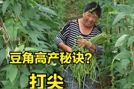 种植豆角，你知道高产的秘诀是什么吗？“打尖”，就看这一步图片