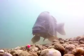 鲤鱼最喜欢味型排行，知道这些能助你轻松钓鲤，少走弯路图片