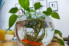 武汉一小姐姐，因“在鱼缸里养绿萝”而走红，网友：太不可思议了图片