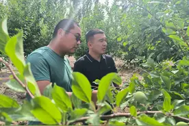 十三师新星市：发展林果业 种好“摇钱树”图片