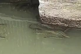 长江水域现大群黑鱼，网友担忧：黑鱼泛滥并不是好事图片