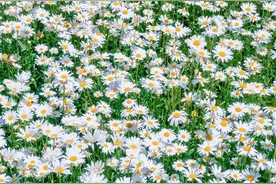 免费人少！郑州这片地铁直达「大滨菊花海」美到炸裂图片