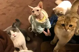 养在“猫咖”里的猫，为什么普遍都不怕人？原因有这些图片