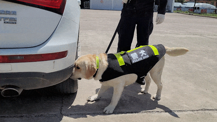 这5种狗,打架厉害,却不适合当警犬,有你喜欢的吗?