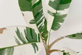 叶子和果实都带锦的迷彩香蕉，上千块一株苗，你会喜欢它么？图片