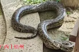 工人挖路挖出24公斤重大蟒蛇：已送动物救助站，将不再放归野外图片