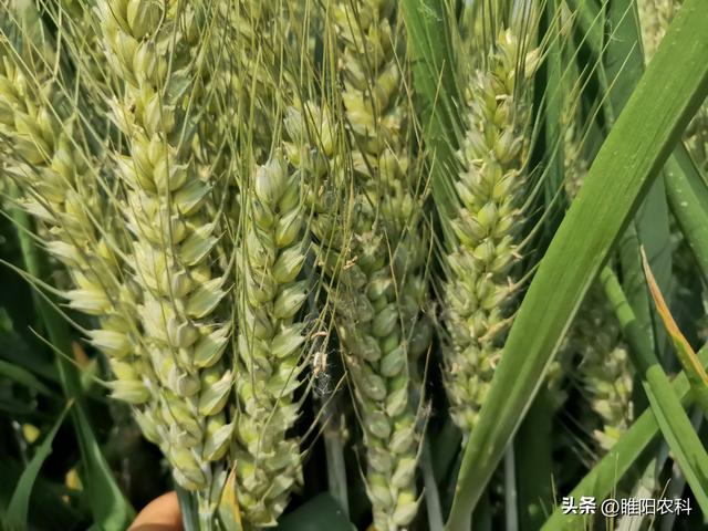 2022年高产小麦品种排行榜,这十个小麦品种,表现好产量高